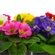 Prvosienka veľkokvetá Oxlip - Primula elatior - semiačka - 20 ks