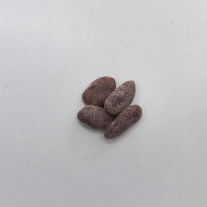 Indiánský banán - Paw Paw - Asimina triloba - predaj semien - 4 ks