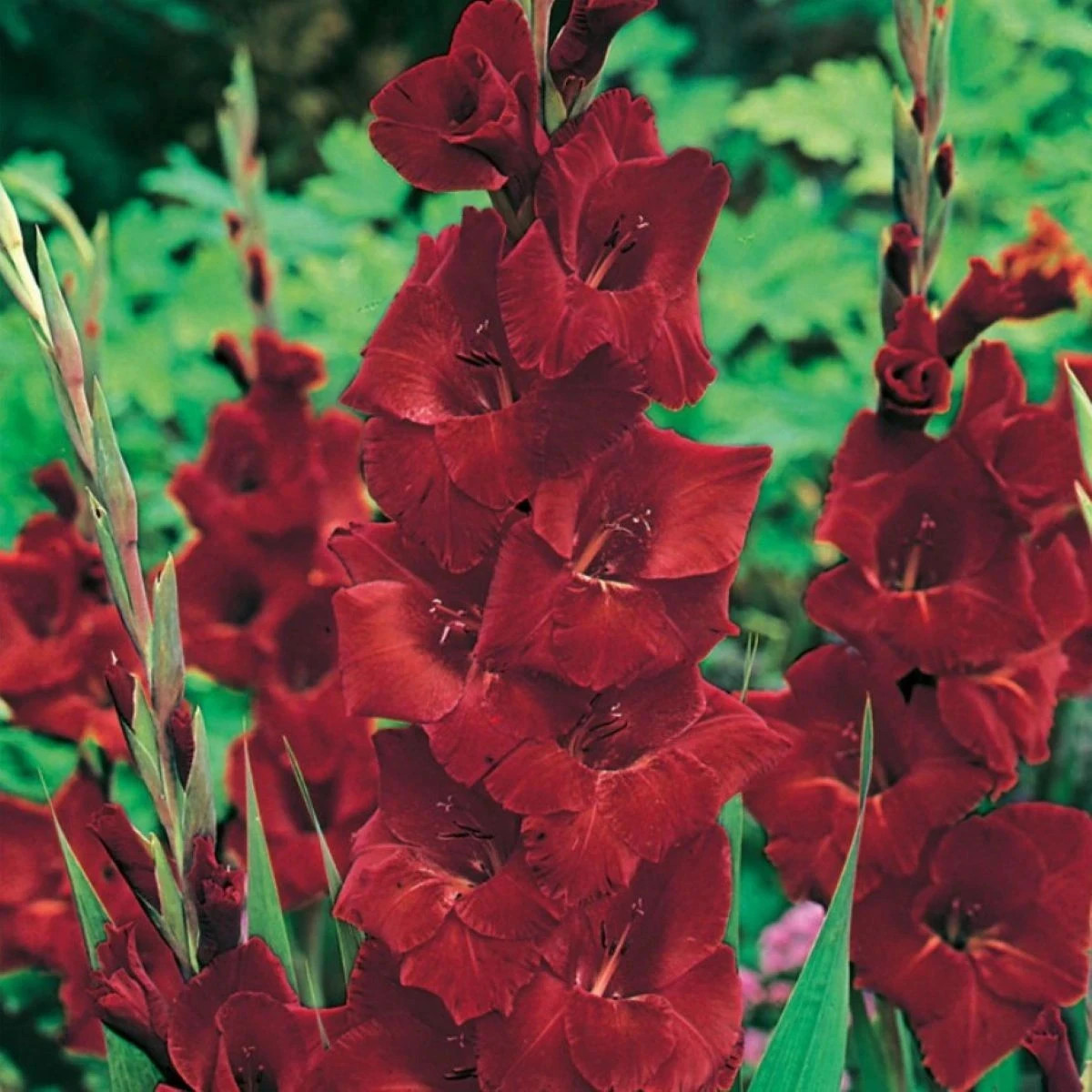 Gladiola Oscar - Gladiolus - predaj cibuľovín - 3 ks