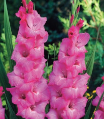 Gladiola Fidelio - Gladiolus - predaj cibuľovín - 3 ks