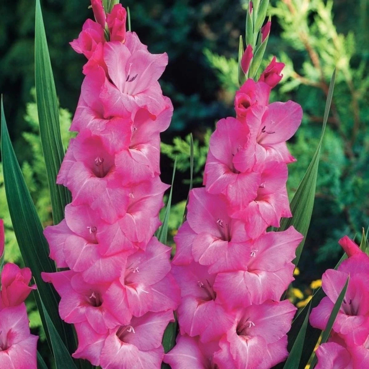 Gladiola Fidelio - Gladiolus - predaj cibuľovín - 3 ks