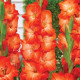Gladiola Salmon Star - Gladiolus - predaj cibuľovín - 3 ks