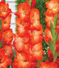 Gladiola Salmon Star - Gladiolus - predaj cibuľovín - 3 ks