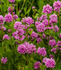 Kukučka alpínska - Lychnis alpina - semiačka - 20 ks