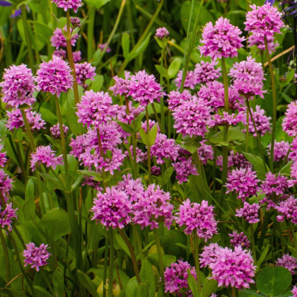 Kukučka alpínska - Lychnis alpina - semiačka - 20 ks