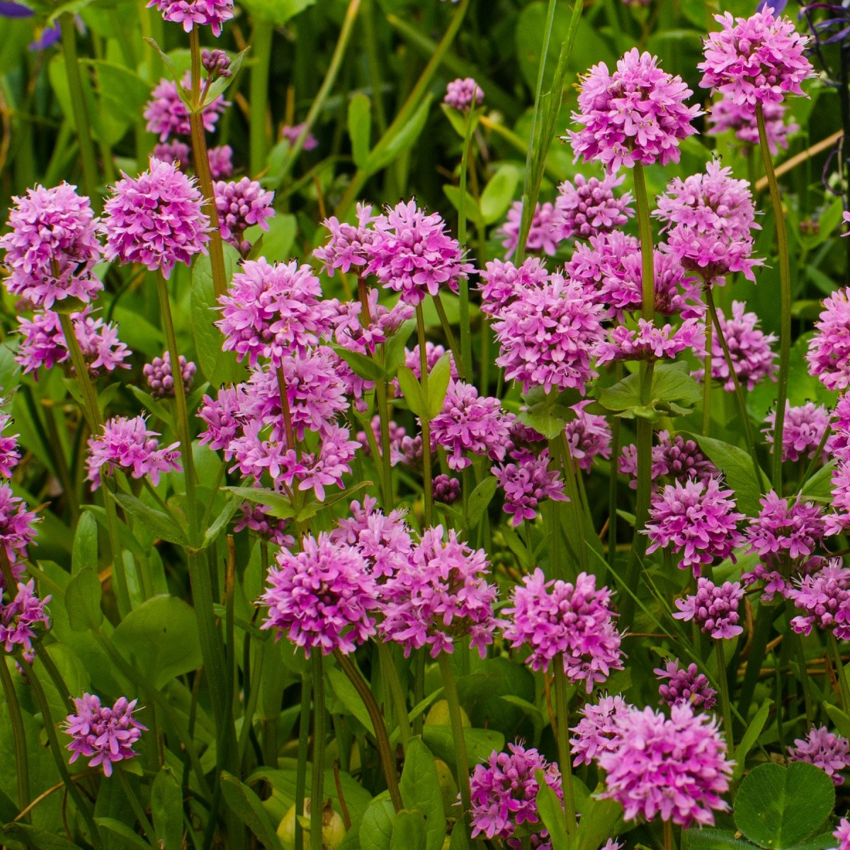 Kukučka alpínska - Lychnis alpina - semiačka - 20 ks