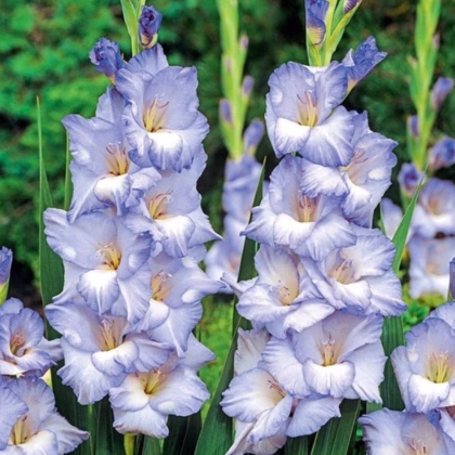 Gladiola Cobain - Gladiolus - predaj cibuľovín - 3 ks