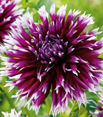 Georgína Striped Vulcan - Dahlia - predaj cibuľovín - 1 ks