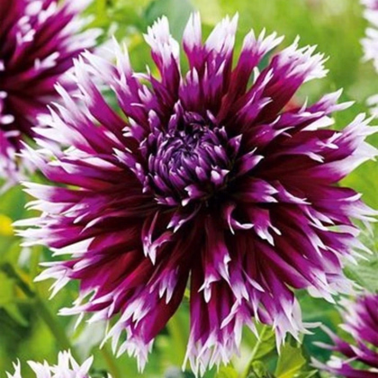 Georgína Striped Vulcan - Dahlia - predaj cibuľovín - 1 ks