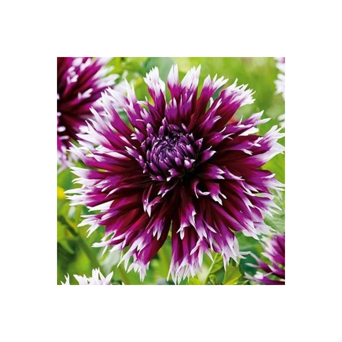 Georgína Striped Vulcan - Dahlia - predaj cibuľovín - 1 ks