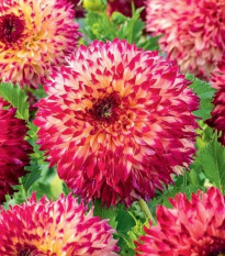 Georgína Aiyana - Dahlia - predaj cibuľovín - 1 ks