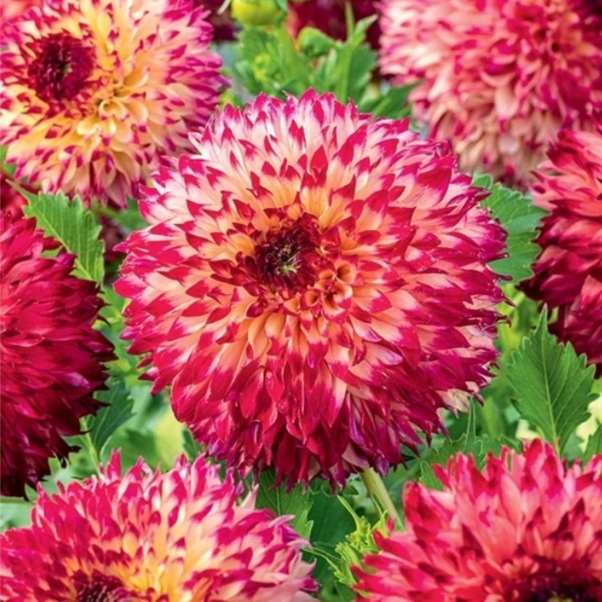 Georgína Aiyana - Dahlia - predaj cibuľovín - 1 ks