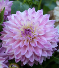 Georgína Time For All - Dahlia - predaj cibuľovín - 1 ks