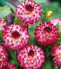 Georgína Little Robert - Dahlia - predaj cibuľovín - 1ks