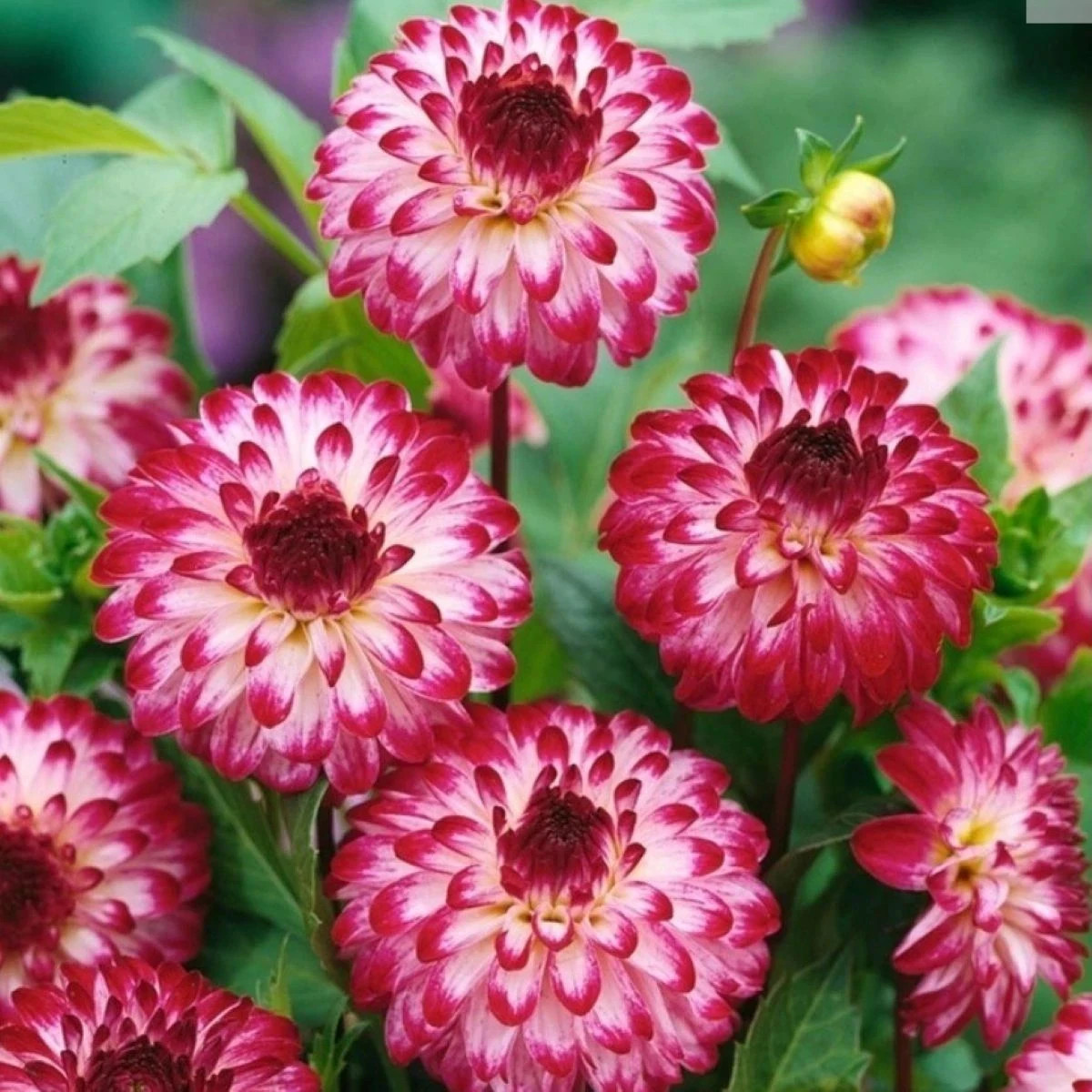 Georgína Little Robert - Dahlia - predaj cibuľovín - 1ks