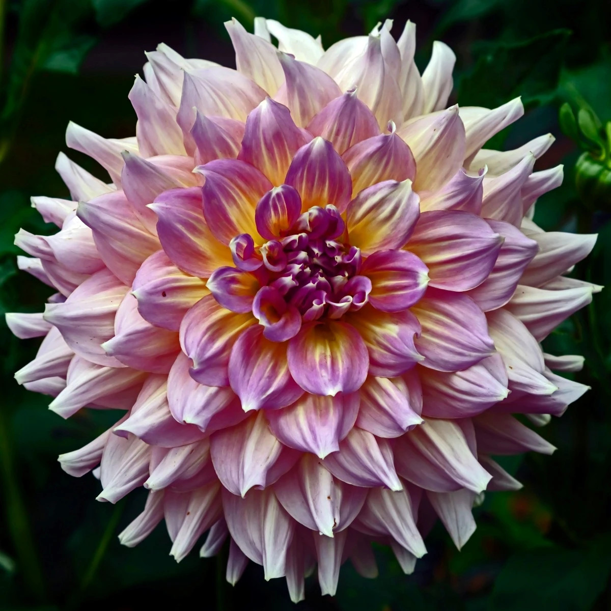 Georgína Strawberry Ice - Dahlia - predaj cibuľovín - 1 ks