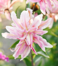 Ľalia Broken Heart - Lilium - predaj cibuľovín - 1 ks