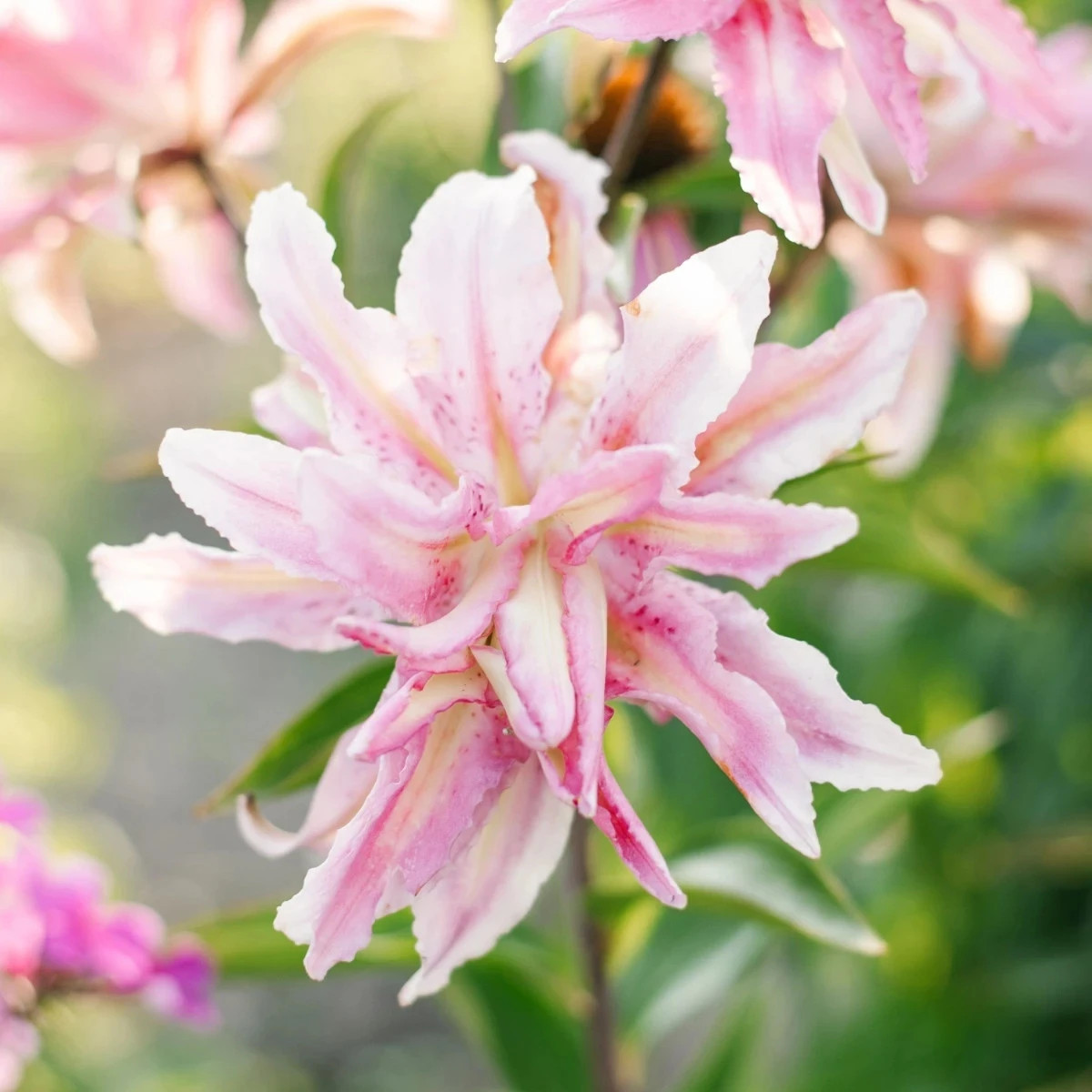 Ľalia Broken Heart - Lilium - predaj cibuľovín - 1 ks