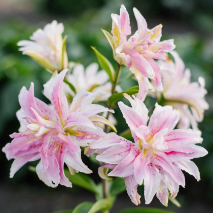 Ľalia Magic Star - Lilium - predaj cibuľovín - 1 ks