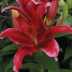 Ľalia Red Flash - Lilium - predaj cibuľovín - 1 ks