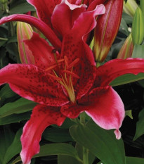 Ľalia Red Flash - Lilium - predaj cibuľovín - 1 ks