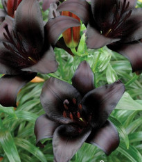 Ľalia Landini - Lilium - predaj cibuľovín - 1 ks