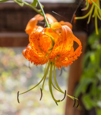 Ľalia Henryi - Lilium - predaj cibuľovín - 1 ks