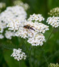 Rebríček obyčajný biely - Achillea millefolium - semiačka - 500 ks