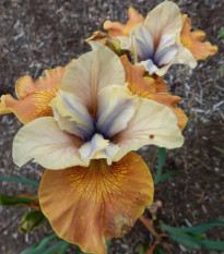 Kosatec sibírsky Orange Grooves – Iris sibirica – predaj kosatcov