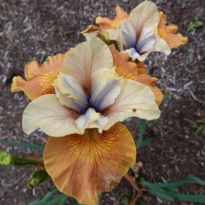 Kosatec sibírsky Orange Grooves – Iris sibirica – predaj kosatcov