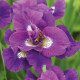 Kosatec sibírsky Kaboom - Iris sibirica - predaj hľúz - 1 ks