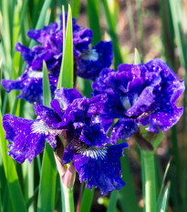 Kosatec sibírsky Kaboom - Iris sibirica - predaj hľúz - 1 ks