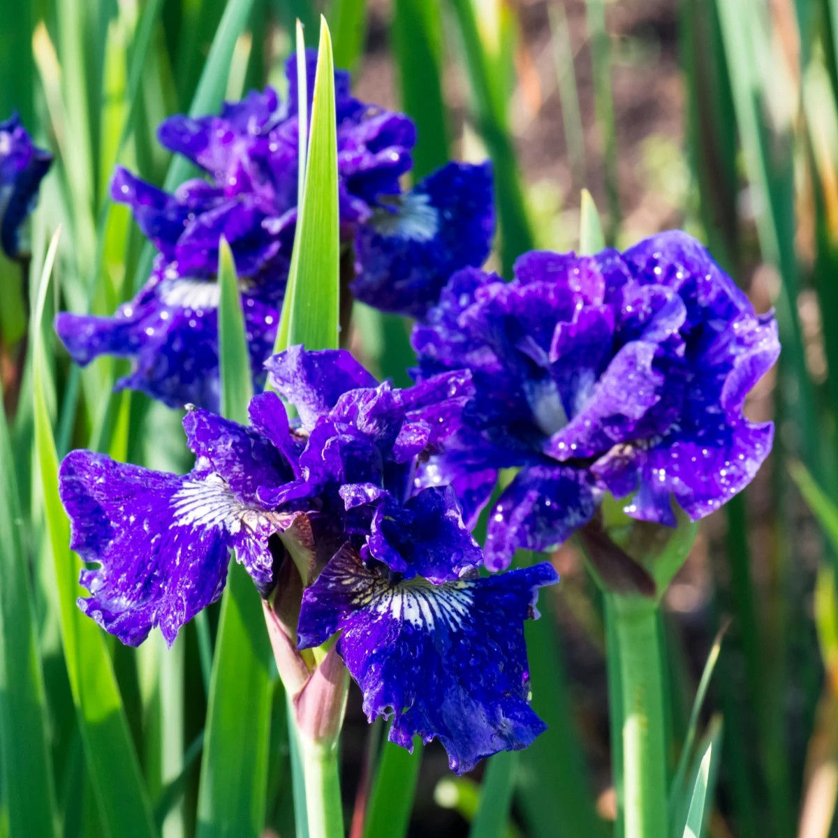 Kosatec sibírsky Kaboom - Iris sibirica - predaj hľúz - 1 ks