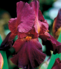 Kosatec nemecký bordó - Iris germanica - predaj hľúz - 1 ks