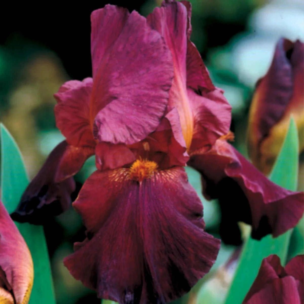 Kosatec nemecký bordó - Iris germanica - predaj hľúz - 1 ks