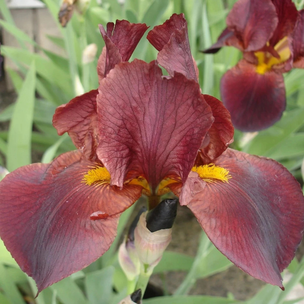 Kosatec nemecký bordó - Iris germanica - predaj hľúz - 1 ks