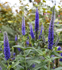 Rozrazil klasnatý - Veronica spicata - predaj cibuľovín - 1 ks