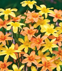 Morea zmes - Homeria - predaj cibuľovín - 8 ks