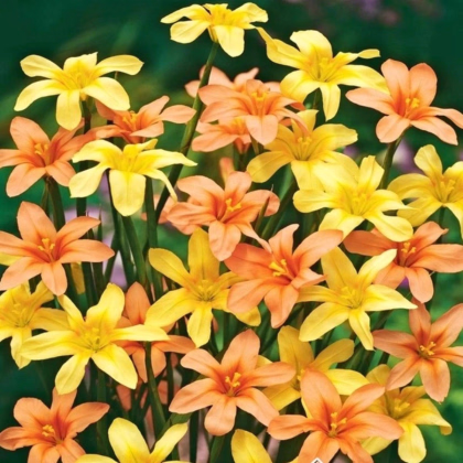 Morea zmes - Homeria - predaj cibuľovín - 8 ks