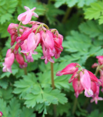 Srdcovka formosa Luxuriant - Dicentra formosa - predaj cibuľovín - 1 ks