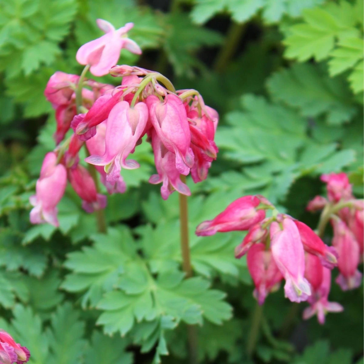 Srdcovka formosa Luxuriant - Dicentra formosa - predaj cibuľovín - 1 ks