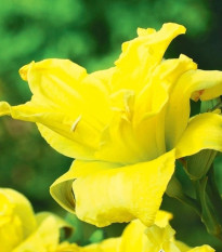 Ľaliovka River Wye - Hemerocallis - predaj cibuľovín - 1 ks