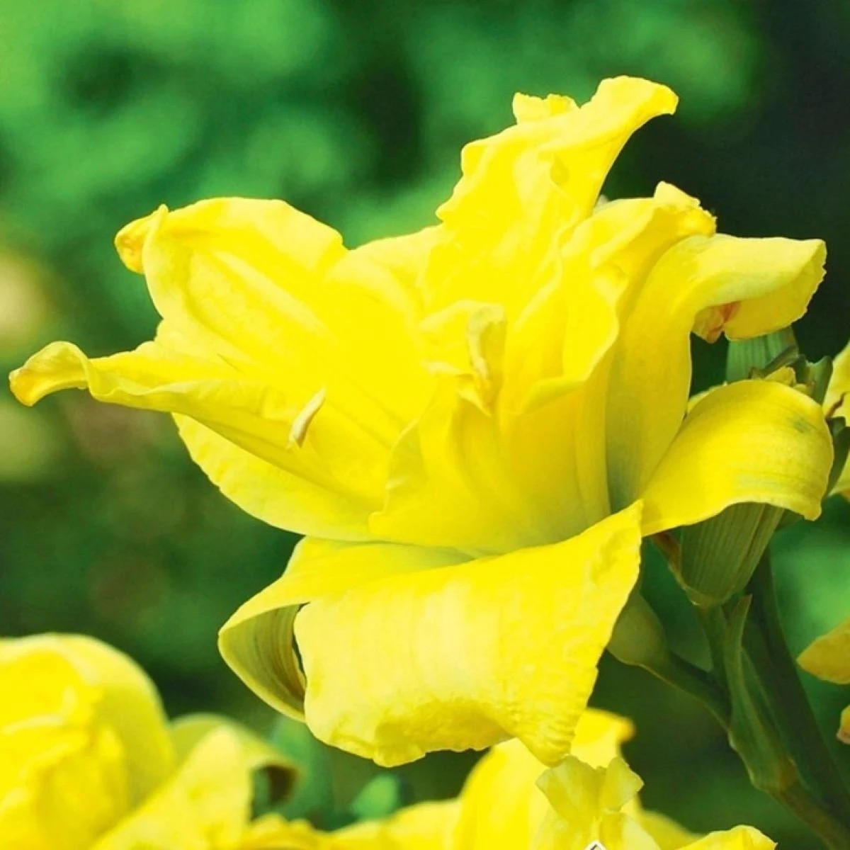 Ľaliovka River Wye - Hemerocallis - predaj cibuľovín - 1 ks