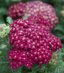 Rebríček obyčajný Cerise Queen - Achillea millefolium -semiačka - 500 ks