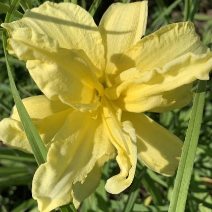 Ľaliovka River Wye - Hemerocallis - predaj cibuľovín - 1 ks