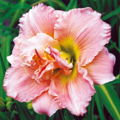 Ľaliovka Double Dream - Hemerocallis - predaj cibuľovín - 1 ks
