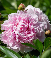 Pivonka Sarah Bernhardt - Paeonia lactiflora - predaj cibuľovín - 1 ks