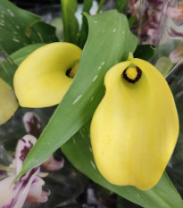 Kala Albomaculata - Zantedeschia - predaj cibuľovín - 1 ks