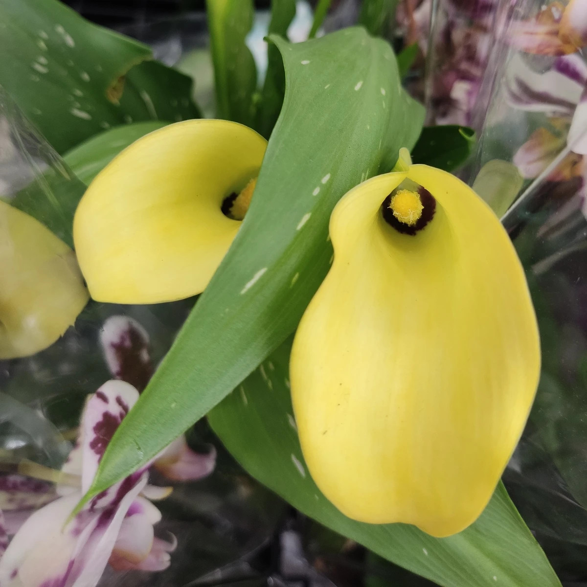 Kala Albomaculata - Zantedeschia - predaj cibuľovín - 1 ks