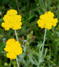 Rebríček túžobníkový Parkers žltý - Achillea filipendulina - semiačka - 900 ks